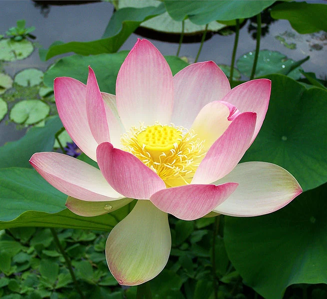 Lotus Tea