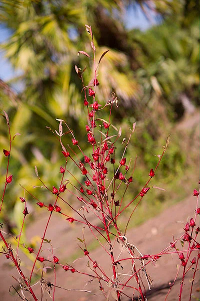 Hibiscus Tea