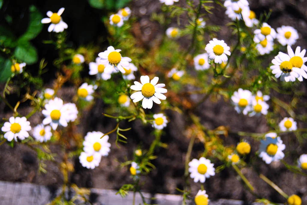 Chamomile Tea