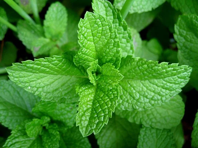 Moroccan Mint Tea