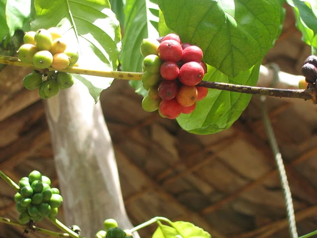 Dominican Cocoa Tea