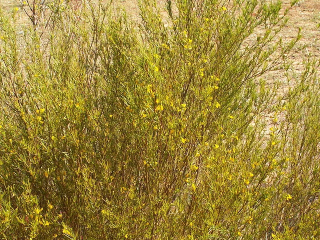 Rooibos